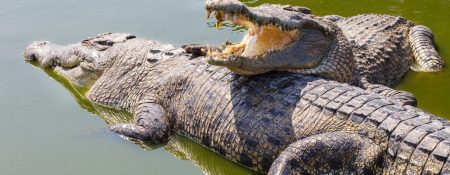 Crocodile Park to open in Dubai - Coming Soon in UAE