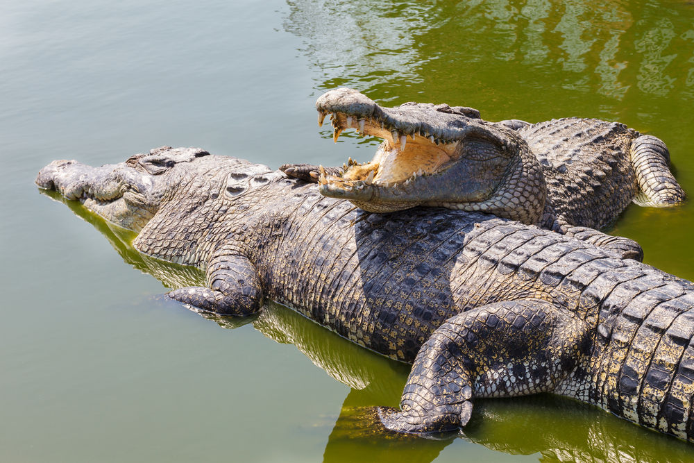 Crocodile Park to open in Dubai - Coming Soon in UAE