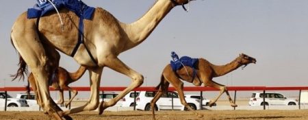 Camel racing in Dubai - Coming Soon in UAE