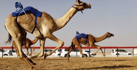 Camel racing in Dubai - Coming Soon in UAE
