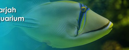 Sharjah Aquarium Carnival - Coming Soon in UAE