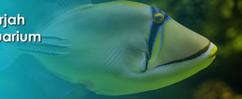 Sharjah Aquarium Carnival - Coming Soon in UAE