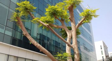 Blooming tree in Dubai Media City