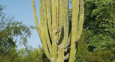 Giant Cactus at Dubai Creek Park