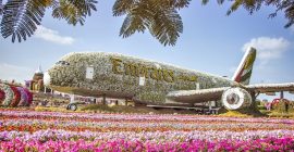 Dubai Miracle Garden photo - Coming Soon in UAE