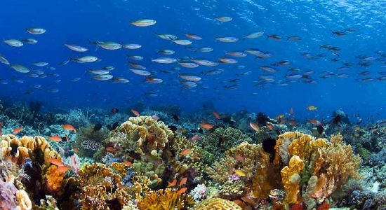 The largest coral garden in the world - comingsoon.ae