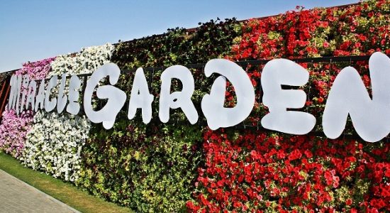 Dubai Miracle Garden 2018 – 2019 - comingsoon.ae