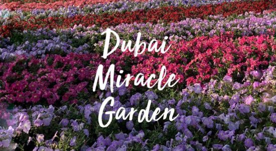 Dubai Miracle Garden 2018 – 2019 - comingsoon.ae