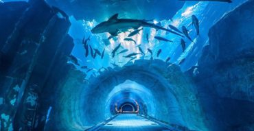 Dubai Aquarium and Underwater Zoo - Coming Soon in UAE