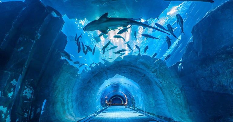 Dubai Aquarium and Underwater Zoo - Coming Soon in UAE