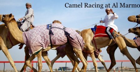 Camel Racing at Al Marmoom - Coming Soon in UAE
