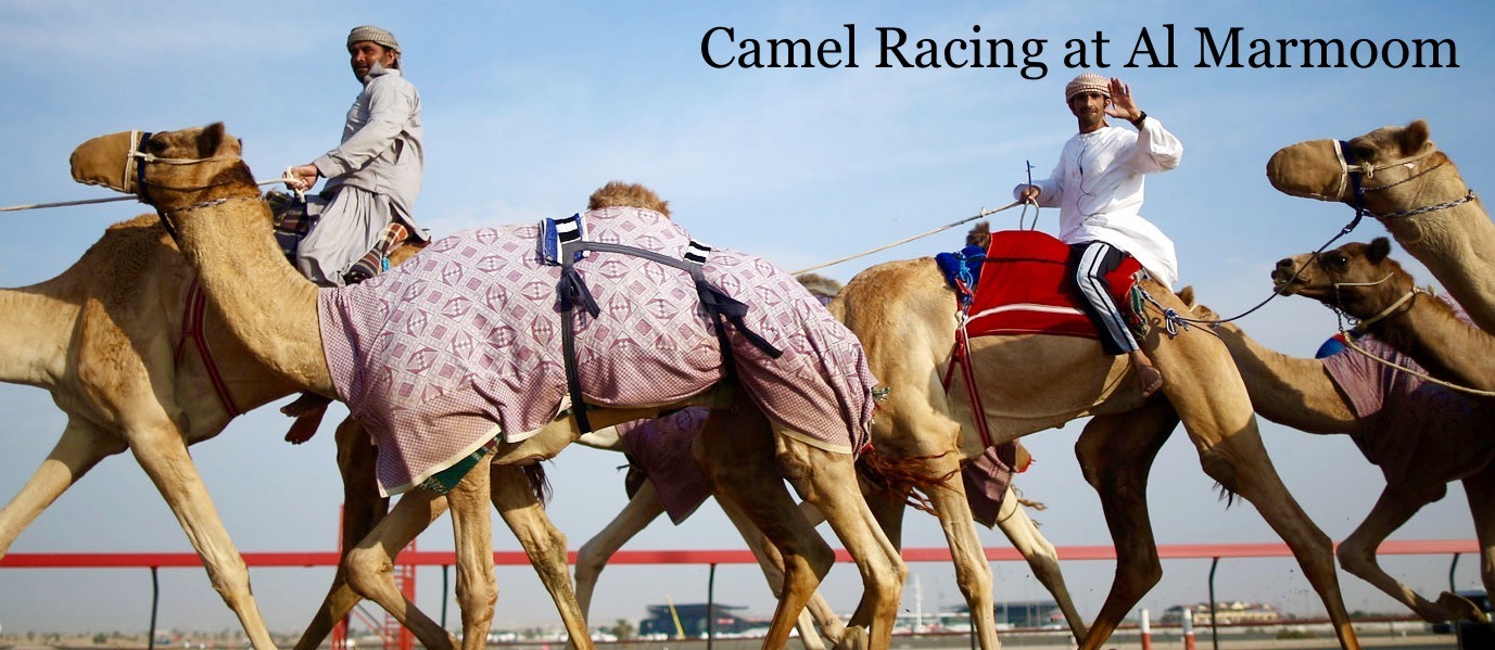 Camel Racing at Al Marmoom - Coming Soon in UAE