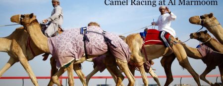 Camel Racing at Al Marmoom - Coming Soon in UAE