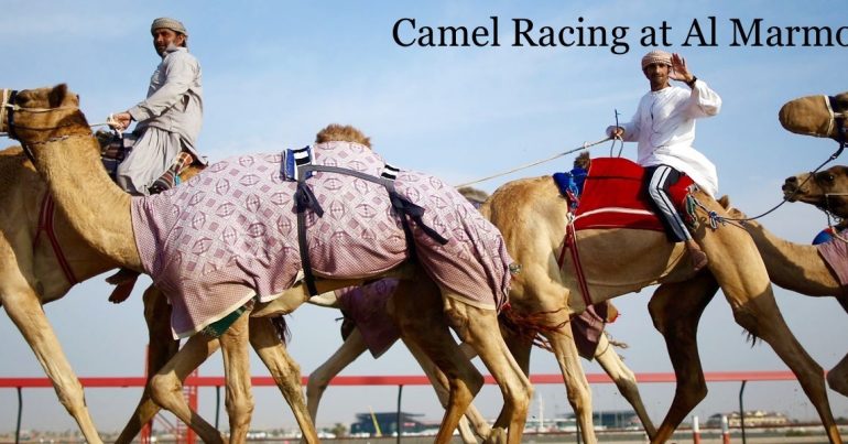 Camel Racing at Al Marmoom - Coming Soon in UAE