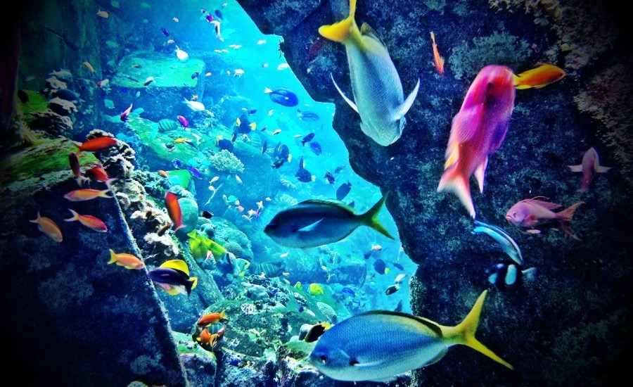 Dubai Aquarium and Underwater Zoo