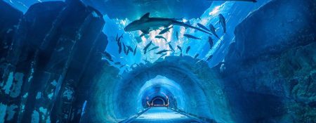 Dubai Aquarium and Underwater Zoo - Coming Soon in UAE