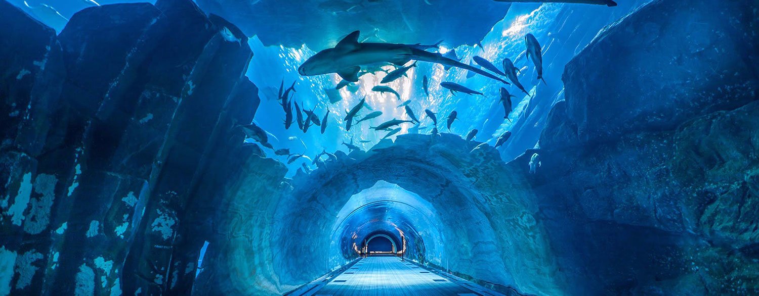 Dubai Aquarium and Underwater Zoo - Coming Soon in UAE