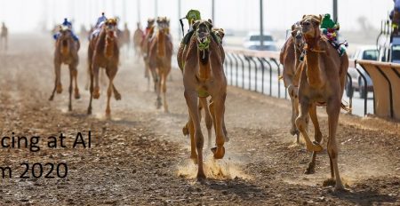 Camel Racing at Al Marmoom 2020 - Coming Soon in UAE