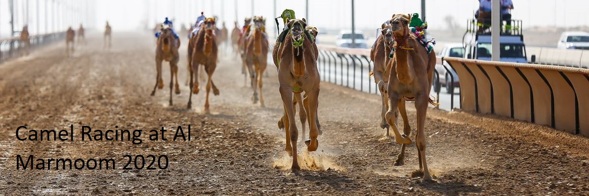 Camel Racing at Al Marmoom 2020 - Coming Soon in UAE