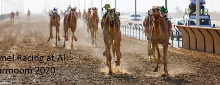 Camel Racing at Al Marmoom 2020 - Coming Soon in UAE