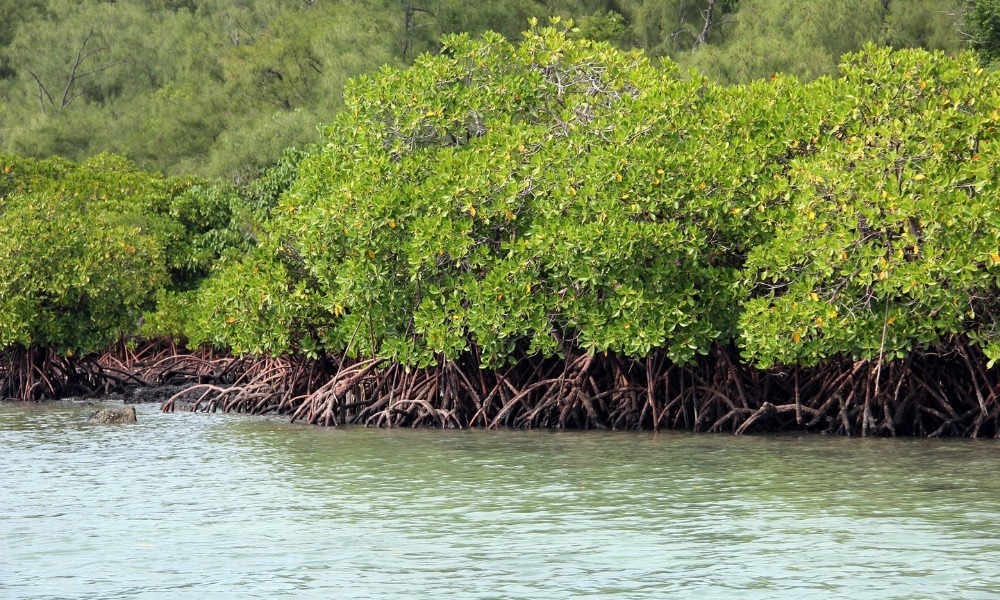 Jubail Mangrove Park