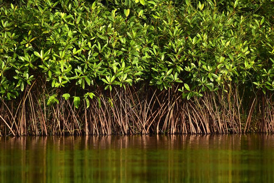 Jubail Mangrove Park