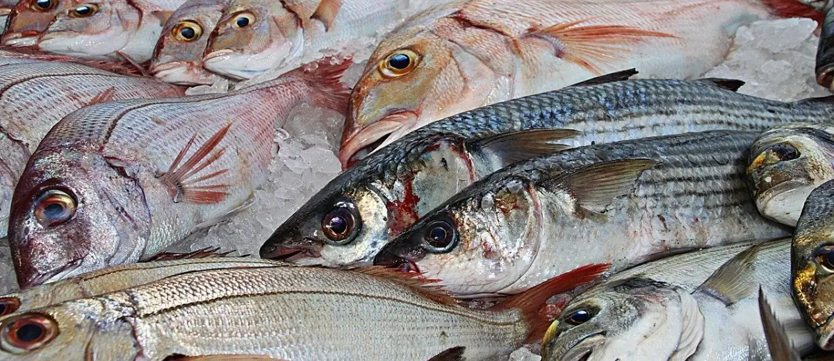 Abu Dhabi Fish Markets are Open to Visitors Again, but with Restrictions - Coming Soon in UAE