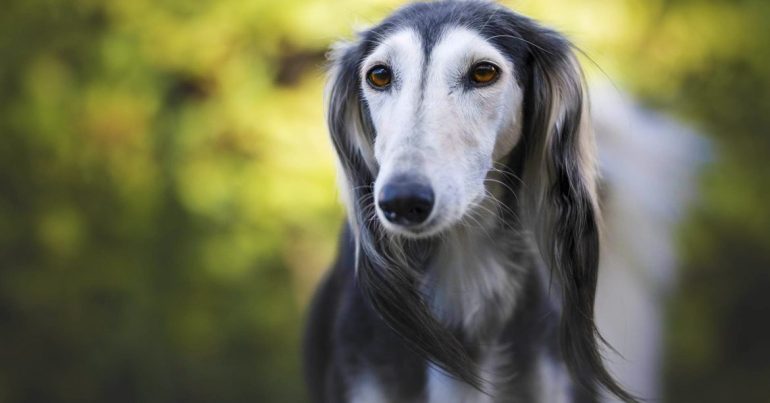 Saluki – Beloved Dogs in the UAE - Coming Soon in UAE
