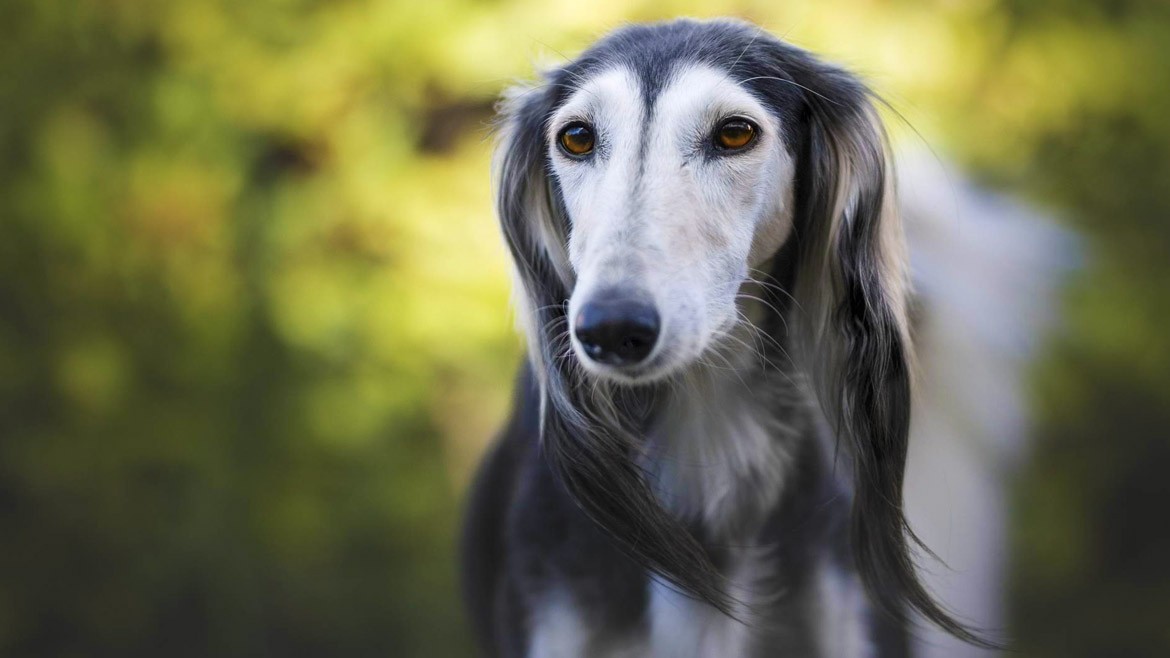 Saluki – Beloved Dogs in the UAE - Coming Soon in UAE