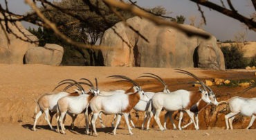 Al Ain Zoo - Coming Soon in UAE