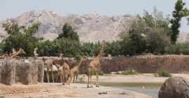 Al Ain Zoo photo - Coming Soon in UAE