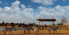 Al Ain Zoo photo - Coming Soon in UAE