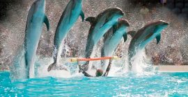 Dubai Dolphinarium gallery - Coming Soon in UAE