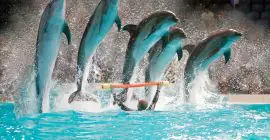 Dubai Dolphinarium photo - Coming Soon in UAE