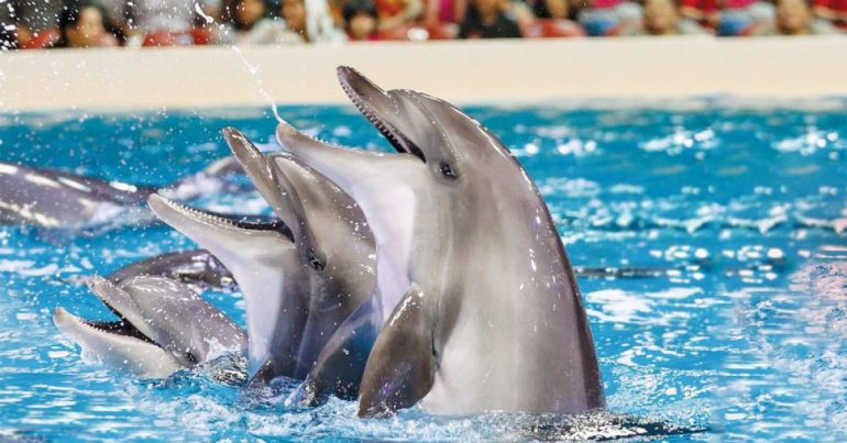 Dubai Dolphinarium - Coming Soon in UAE