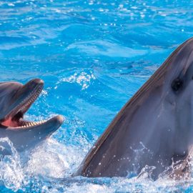 Dubai Dolphinarium in Bur Dubai