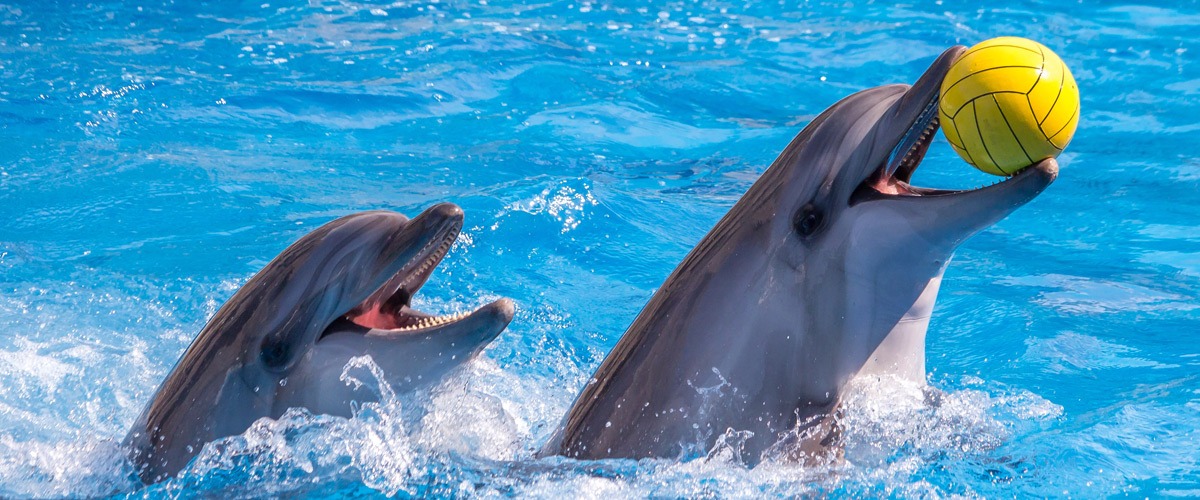 Dubai Dolphinarium - List of venues and places in Dubai