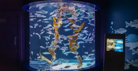 Sharjah Aquarium photo - Coming Soon in UAE