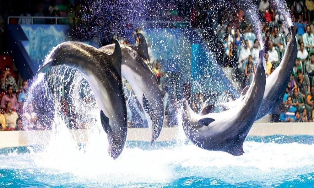 Watch a Dolphin & Seal Show at Dubai Dolphinarium – Up to 15% Off - Coming Soon in UAE