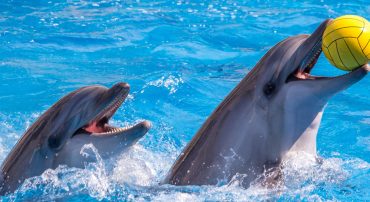 Dubai Dolphinarium - Coming Soon in UAE