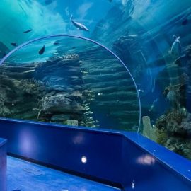 Sharjah Aquarium in Al Khan