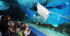 Sharjah Aquarium gallery - Coming Soon in UAE