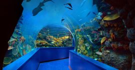 Sharjah Aquarium gallery - Coming Soon in UAE