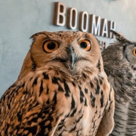Boomah, The Owl Cafe - Coming Soon in UAE