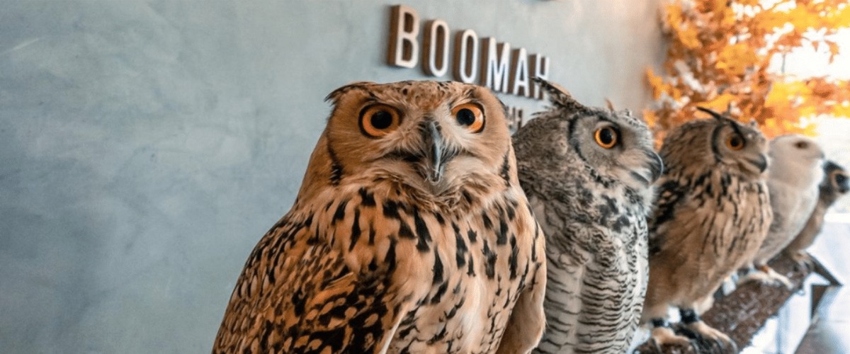 Boomah, The Owl Cafe - List of venues and places in Abu Dhabi