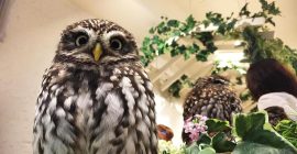 Boomah, The Owl Cafe photo - Coming Soon in UAE