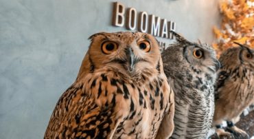 Boomah, The Owl Cafe - Coming Soon in UAE