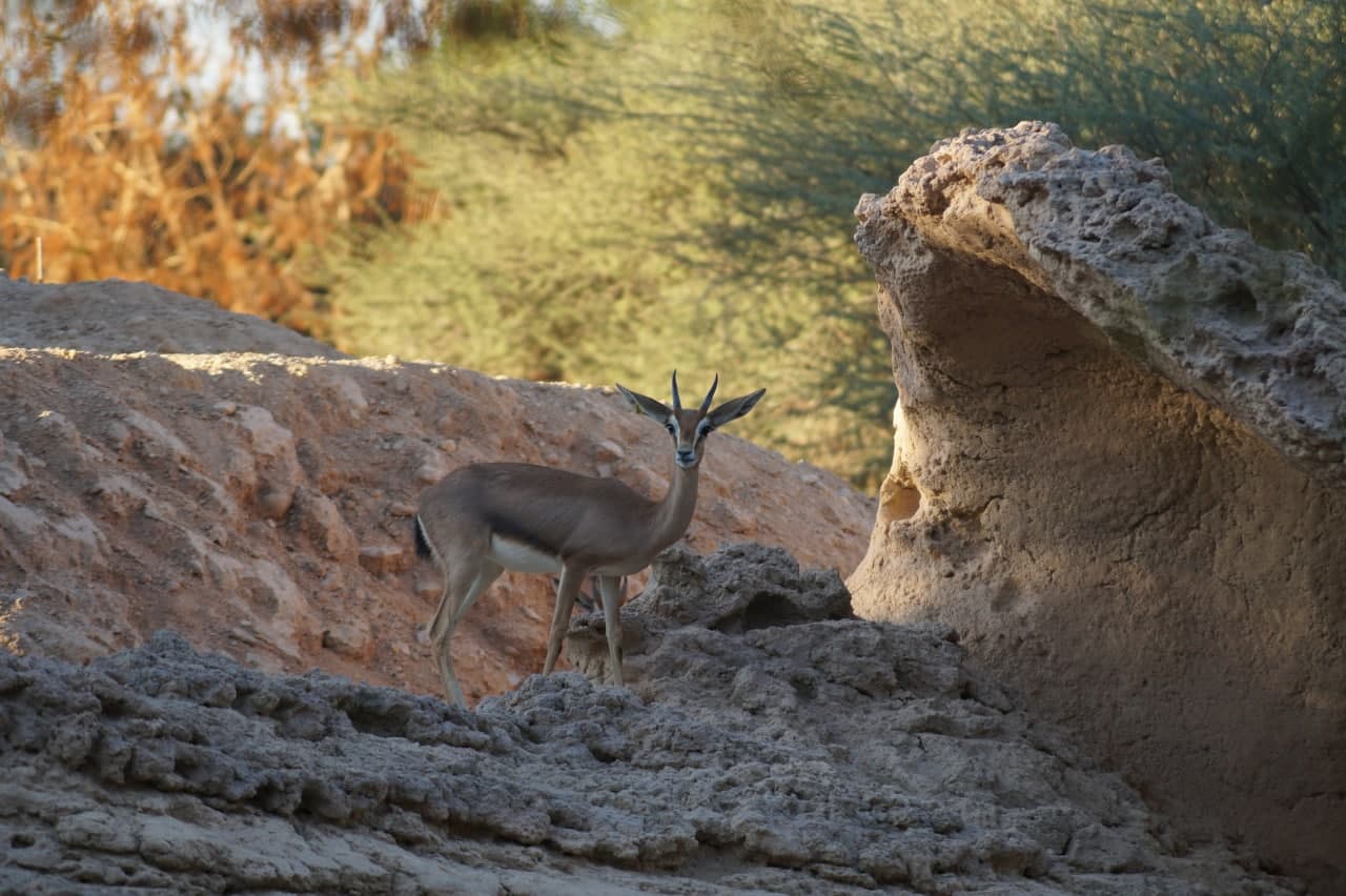 Antelope in wildlife in Al Ain Zoo