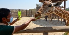 Dubai Safari Park photo - Coming Soon in UAE