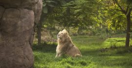 Dubai Safari Park photo - Coming Soon in UAE